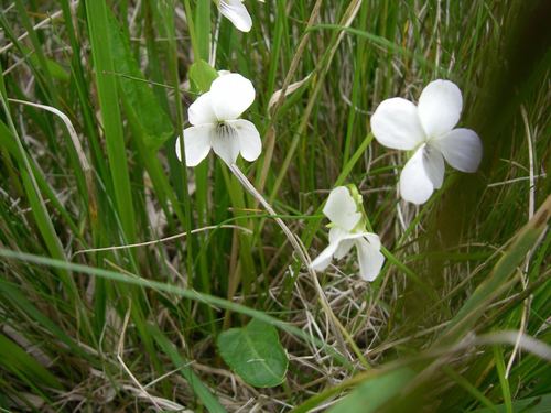 Viola raddeana