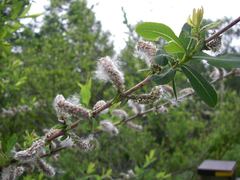 Salix integra