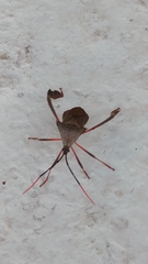 Acanthocephala heissi