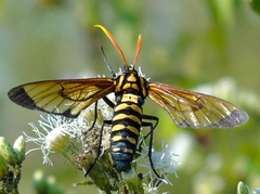 Isanthrene perboscii