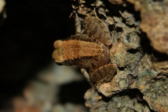 Platymantis dorsalis