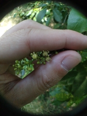 Croton verreauxii, photograph (c) Isaac, some rights reserved (CC BY)