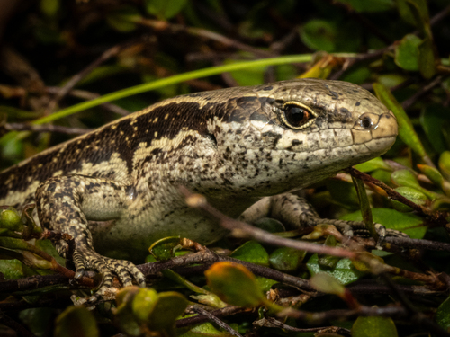 Small-scaled skink, Oligosoma microlepis
