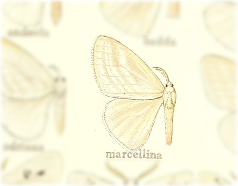 Caviria marcellina