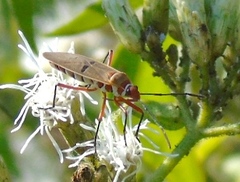 Dysdercus bimaculatus