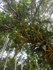 Myrmecophila tibicinis