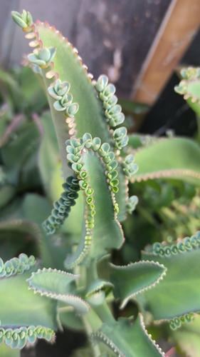 Mother of Thousands