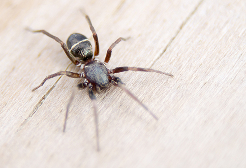 Glossy Ant-spider photo 3