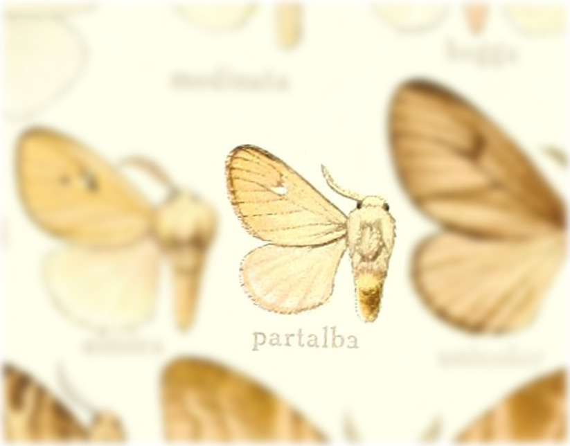 Thagona partalba