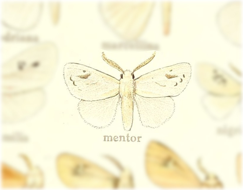 Thagona mentor