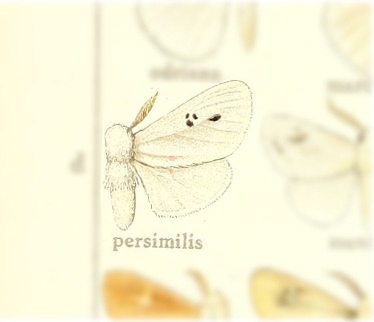 Thagona persimilis