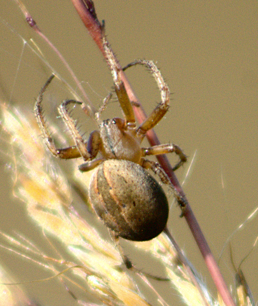 Marsh Orbweaver