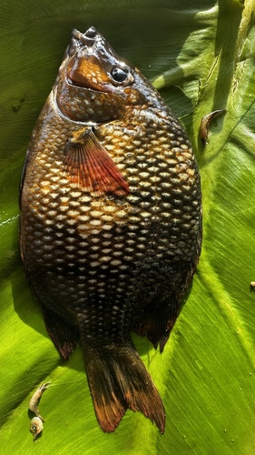 Madagascar coastal cichlid (Paretroplus polyactis) — Cichlidae — 3