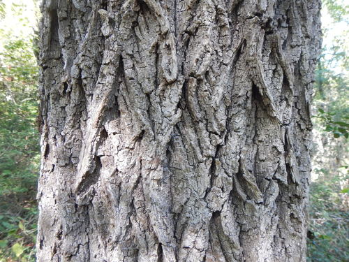 Texas hickory (Plants of Overton Park's Old Forest, Memphis, TN ...