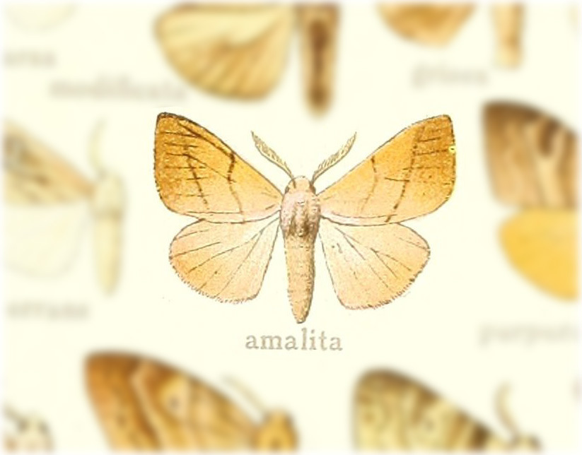 Thagona amalita