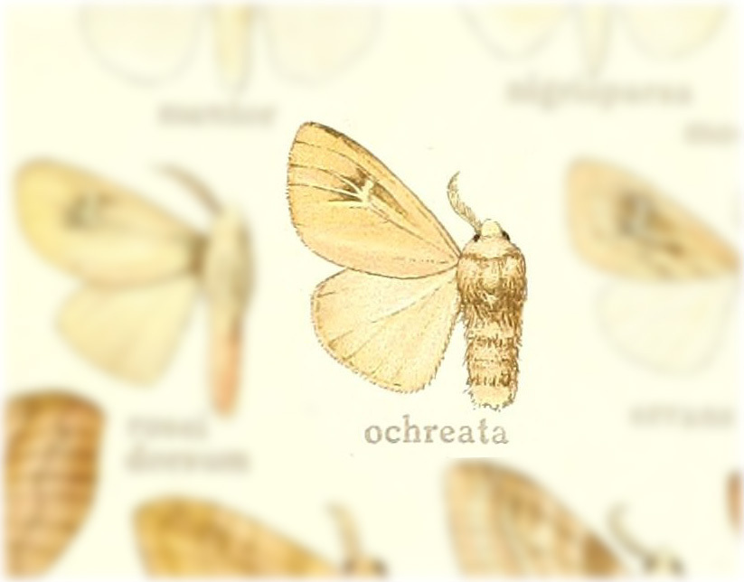 Thagona ochreata