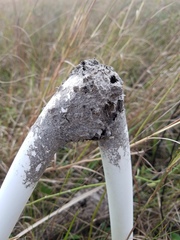 Crematogaster parapilosa