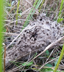 Crematogaster parapilosa