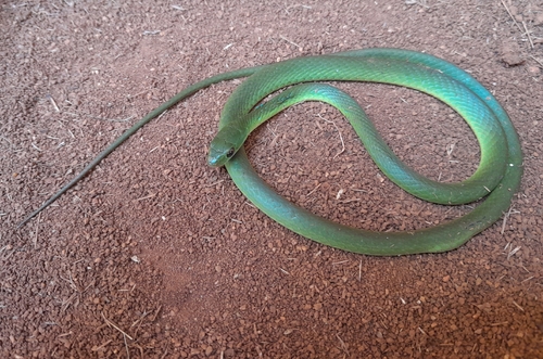 Green Water Snake