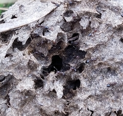 Crematogaster parapilosa