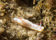 Mexichromis festiva