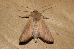 Ichneutica blenheimensis