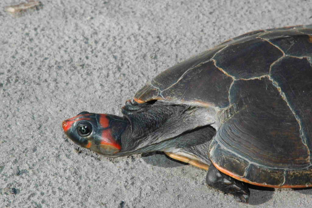 Red-headed Amazon River Turtle