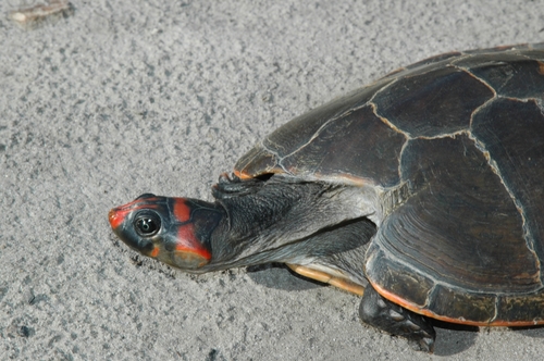 Red-headed Amazon River Turtle