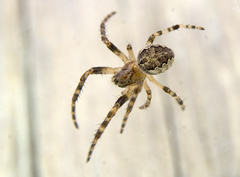 Larinioides patagiatus