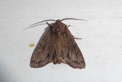 Ichneutica averilla