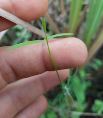 Vicia acutifolia