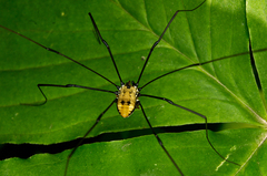 Leiobunum nigropalpi