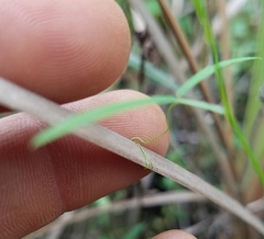 Vicia acutifolia