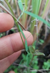 Vicia acutifolia