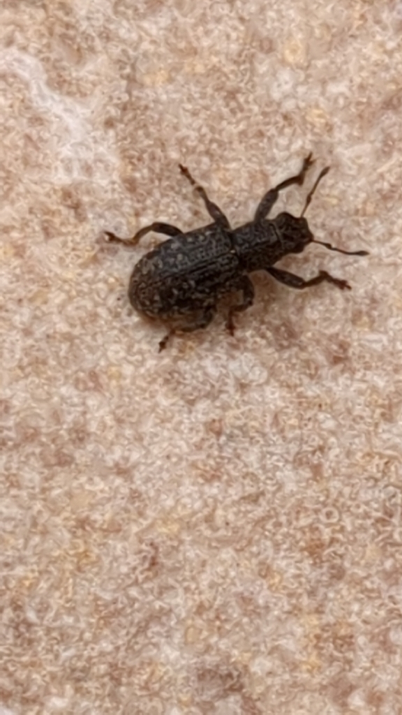 Sitona gemellatus