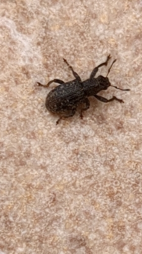 Sitona gemellatus