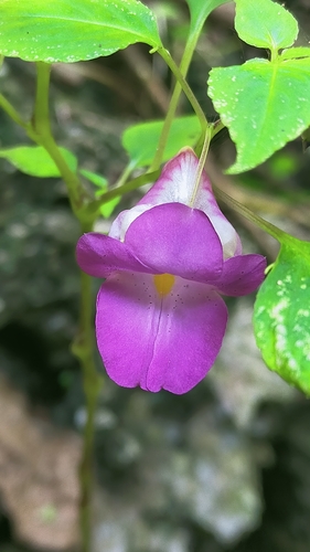 Impatiens nalampoonii