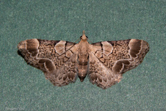 Chloroclystis lichenodes