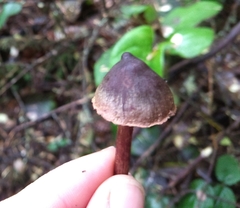 Cortinarius anthracinus