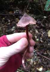 Cortinarius anthracinus