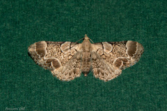 Chloroclystis lichenodes