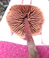 Cortinarius anthracinus