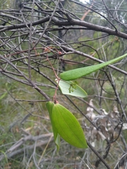 Smilax glyciphylla