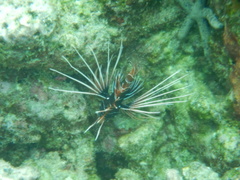 Pterois radiata