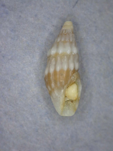 Clavus pusilla, 2016-12-05