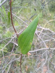 Smilax glyciphylla