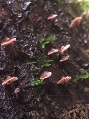 Micromphale arbuticola