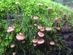 Micromphale arbuticola