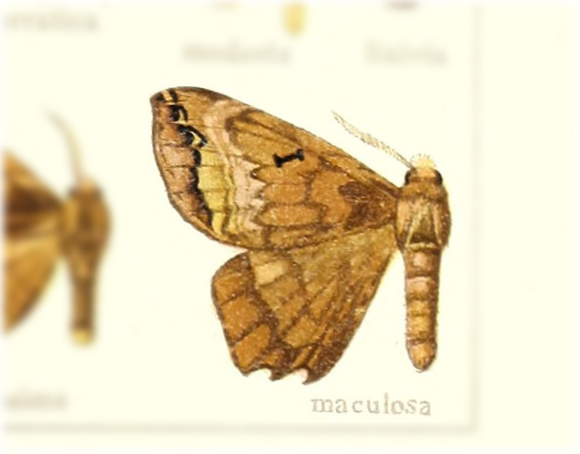 Phiditia maculosa