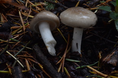 Hygrophorus occidentalis